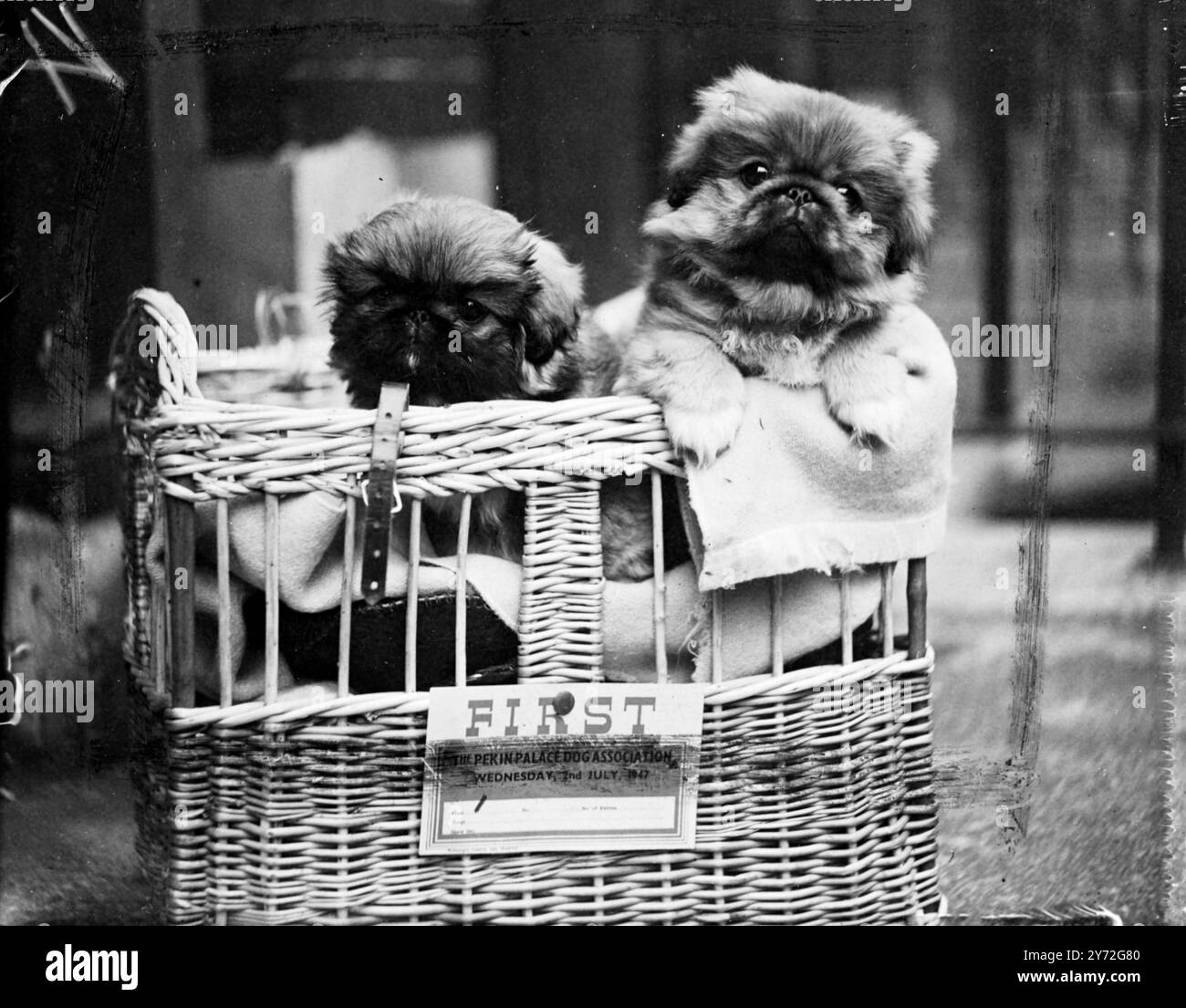 Il Pekingese Palace Memorial Fund Show (fiera campionaria di Pekingese) si è tenuto presso la Trinity Hall, Great Portland Street, Londra. Immagini: Questi due cuccioli pekingesi sono entrati nella ricerca della cucciolata che oggi, nello show della signora EJ Clayton, sperimentano il loro primo spettacolo. Hanno vinto il primo premio per la loro classe. 2 luglio 1947 Foto Stock