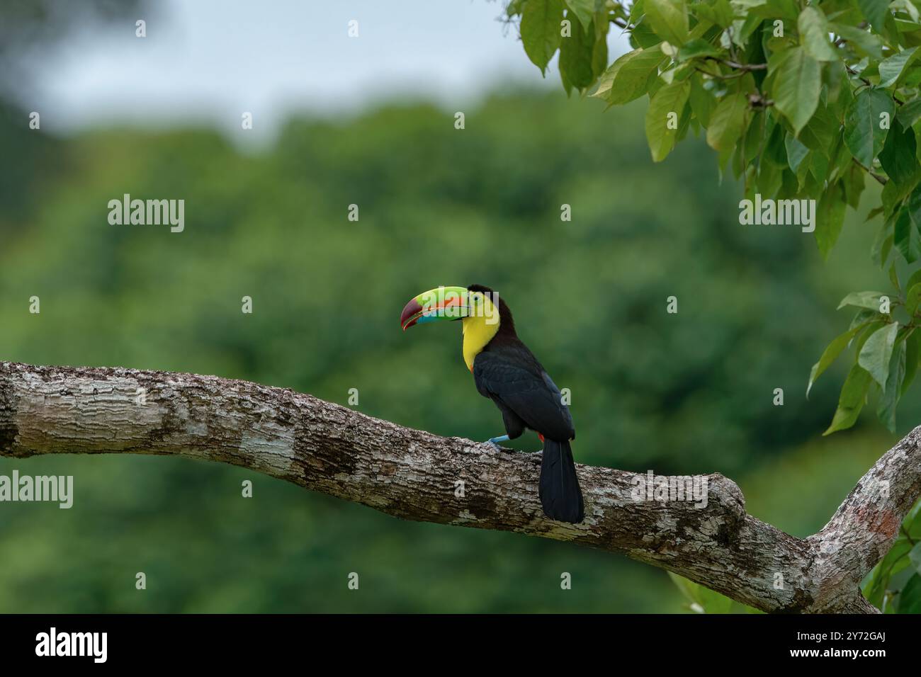 Toucan con fattura a chiglia appollaiato su un ramo d'albero, conto aperto, Costa Rica Foto Stock