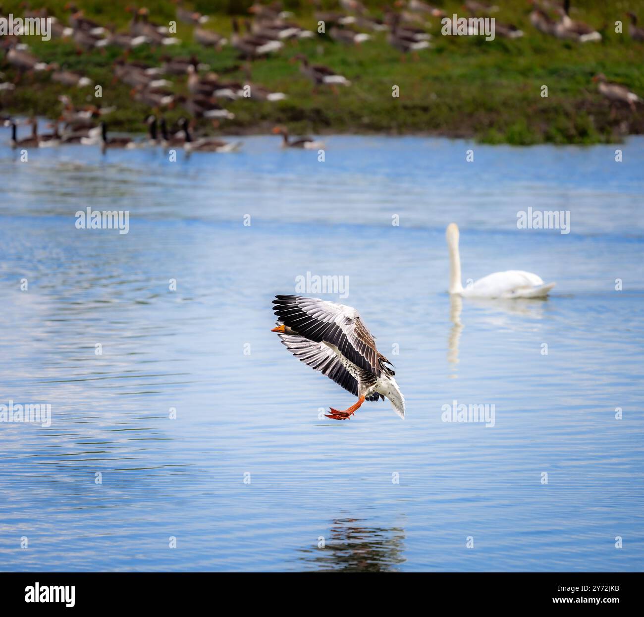 Primo piano di un uccellino d'oca volante Foto Stock