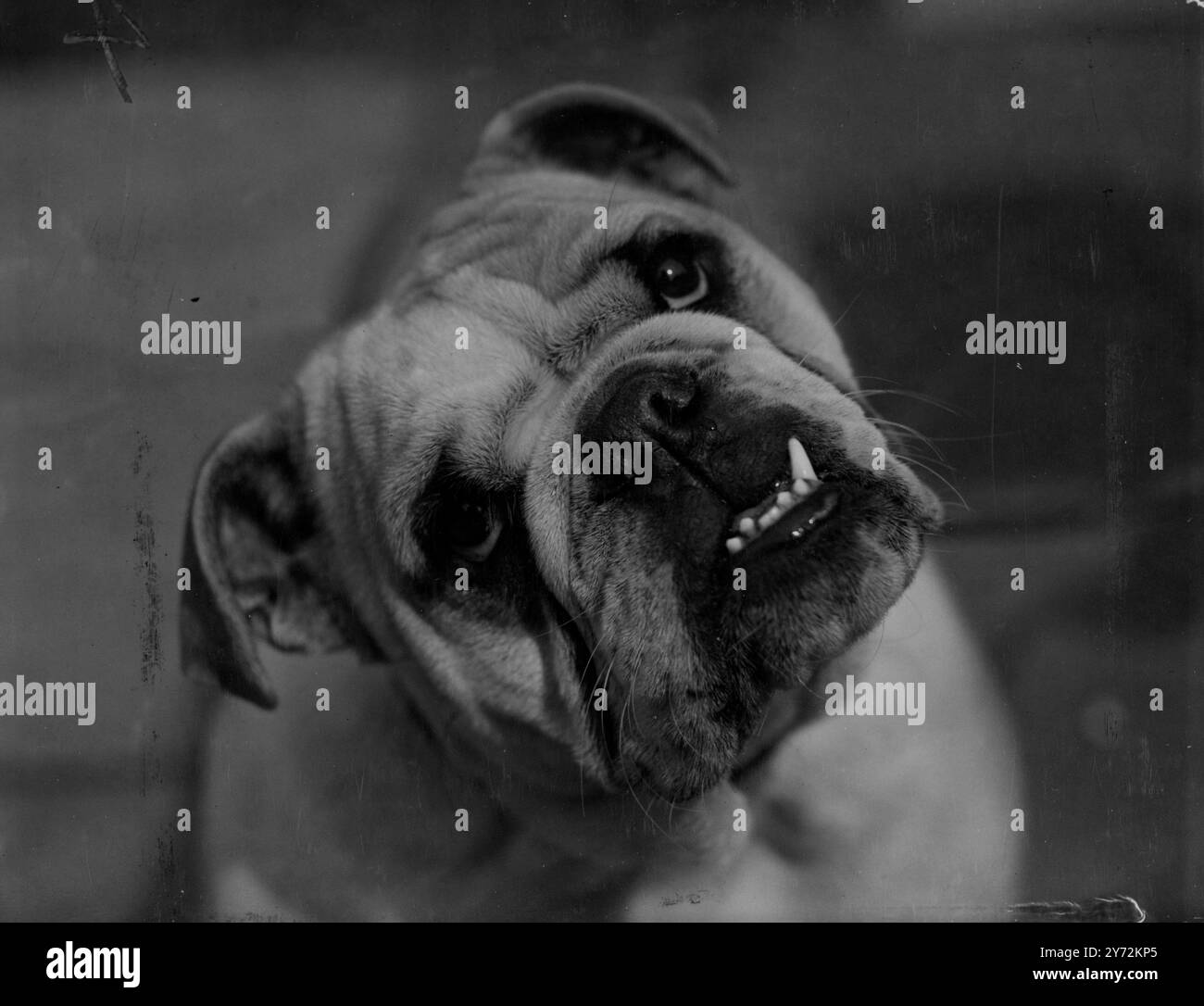 Il sorriso vincitore del premio è stato Grenville Sugar and Spice, una donna ventosa che si è aggiudicata la prima al Junior Bulldog Club's Championship Show di oggi alle terme di Lime Gorve, Shepherds Bush, Londra. È di proprietà del signor e della signora S.H.Smith, di Nottingham. 12 aprile 1947 Foto Stock