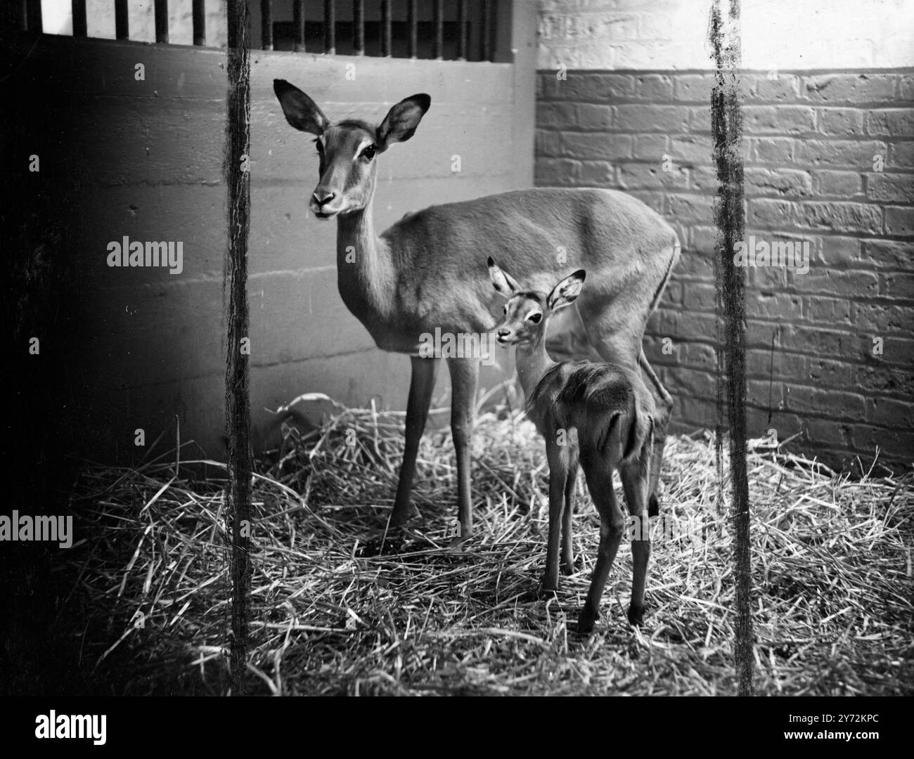 Questo bambino di 3 giorni impala antilope, fotografato qui con sua madre,' questa emozione allo zoo di Londra all'arrivo nel mondo, per essere il primo a nascere in questo paese sia sua madre che suo padre sono arrivati nella stagione potete voi 18 mesi fa. 13 aprile 1947 Foto Stock