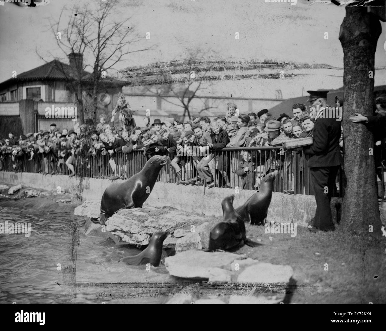 I leoni marini hanno avuto un grande pubblico che li guardava oggi, quando lo zoo di Londra e la folla costante che ha approfittato del primo giorno di sole della vacanza di Pasqua. 7 aprile 1947 Foto Stock