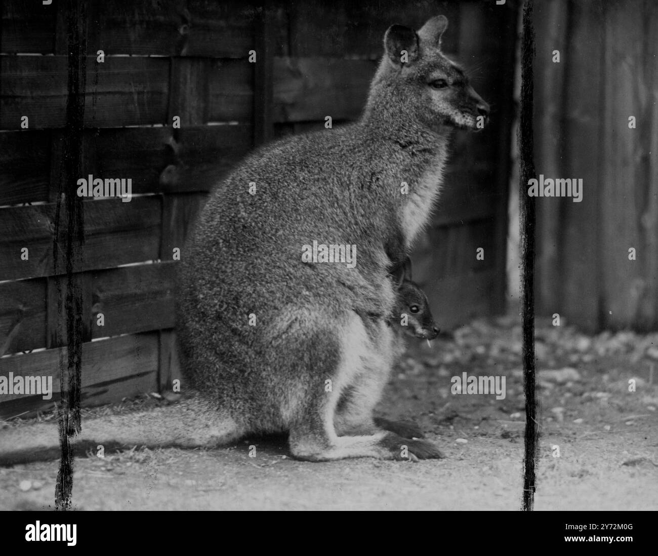 Il bambino di 3 mesi Bennetts Wallabies allo zoo di Londra guarda questo mondo travagliato dalla parte anteriore e dalla sicurezza della borsa della madre. Questa sarà la sua casa per un altro paio di mesi, quando mamma la considererà abbastanza grande e abbastanza forte da risolvere il suo problema di alloggio. Speriamo che la lista d'attesa all'interno dello zoo non sia formidabile come quelle all'esterno. 6 aprile 1947 Foto Stock