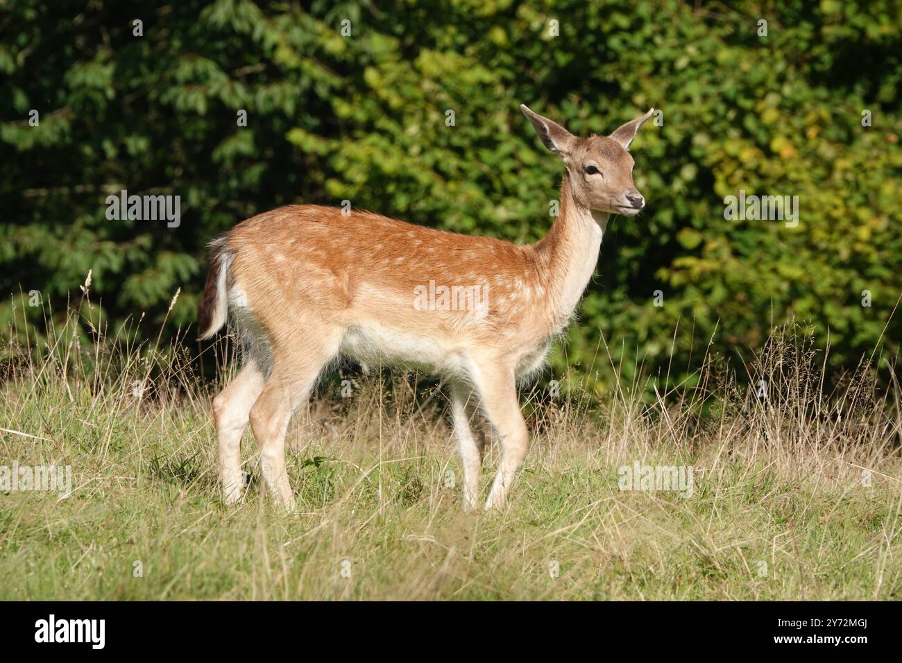 Estate Regno Unito, Fallow Fawn in Early Evening Light Foto Stock
