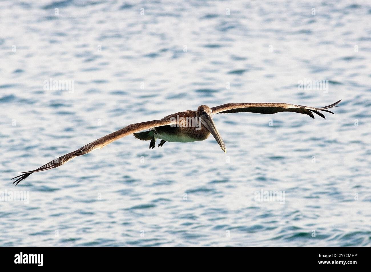 Il Pelican Malibu, un maestoso uccello costiero, si innalza graziosamente sul Pacifico, noto per la sua impressionante apertura alare, le abilità di pesca e la sua presenza serena Foto Stock