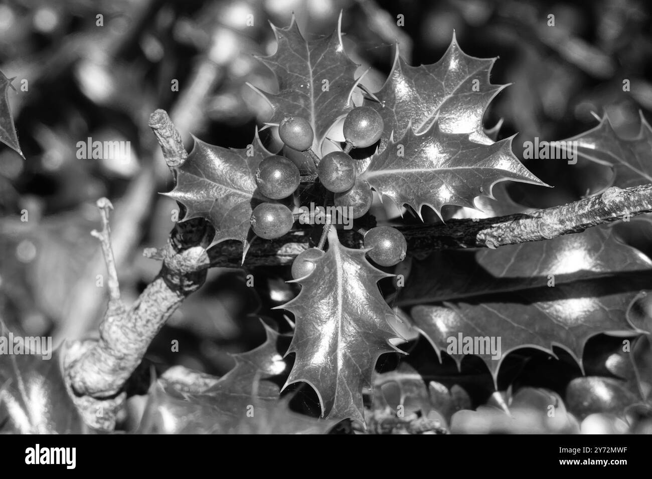 Autunno Regno Unito, B&W Holly Leaves and Berries Foto Stock