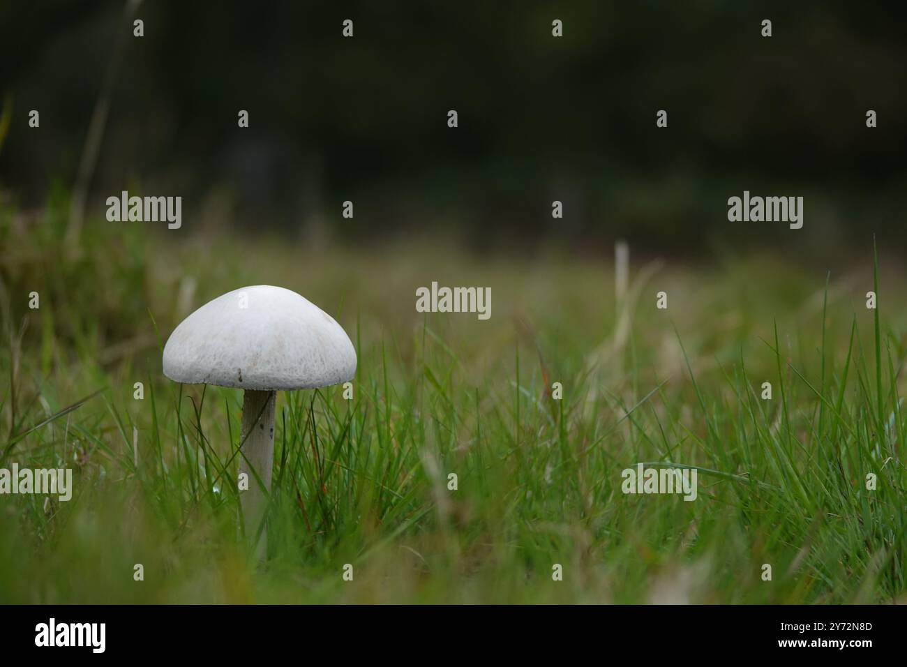 Autunno Regno Unito, Field Mushroom Foto Stock