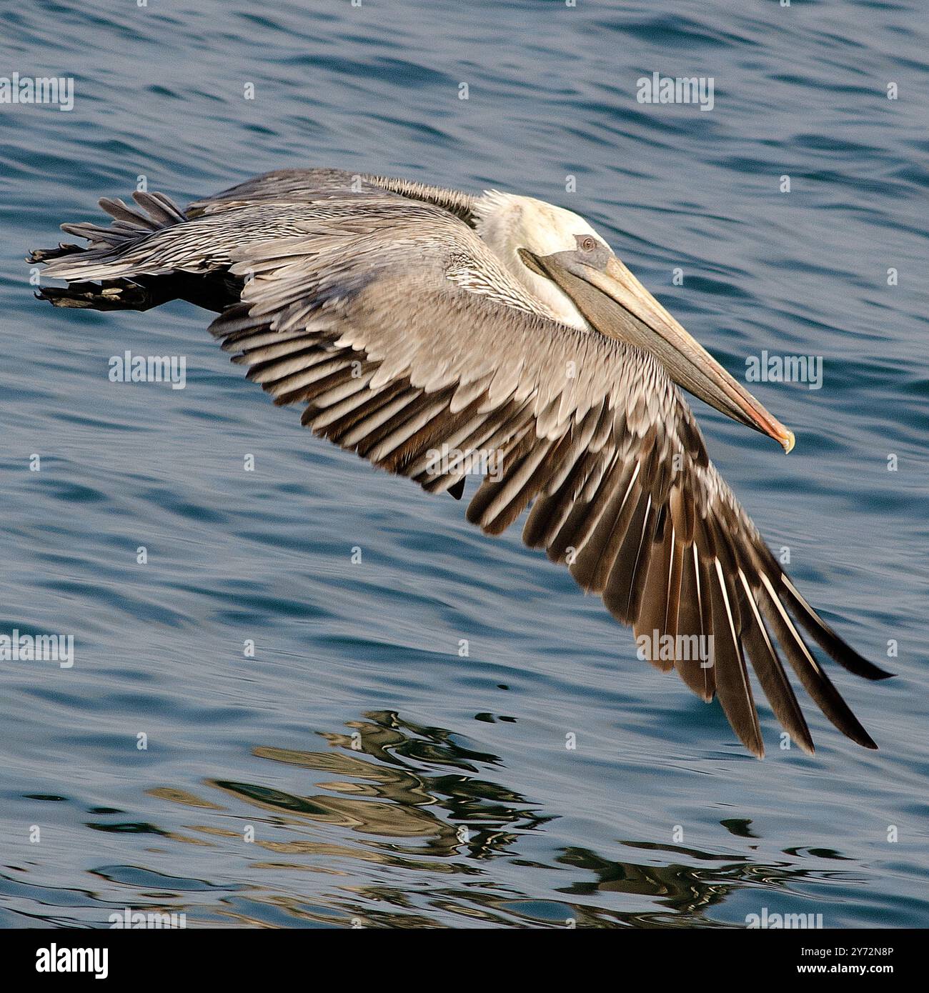 Il Pelican Malibu, un maestoso uccello costiero, si innalza graziosamente sul Pacifico, noto per la sua impressionante apertura alare, le abilità di pesca e la sua presenza serena Foto Stock