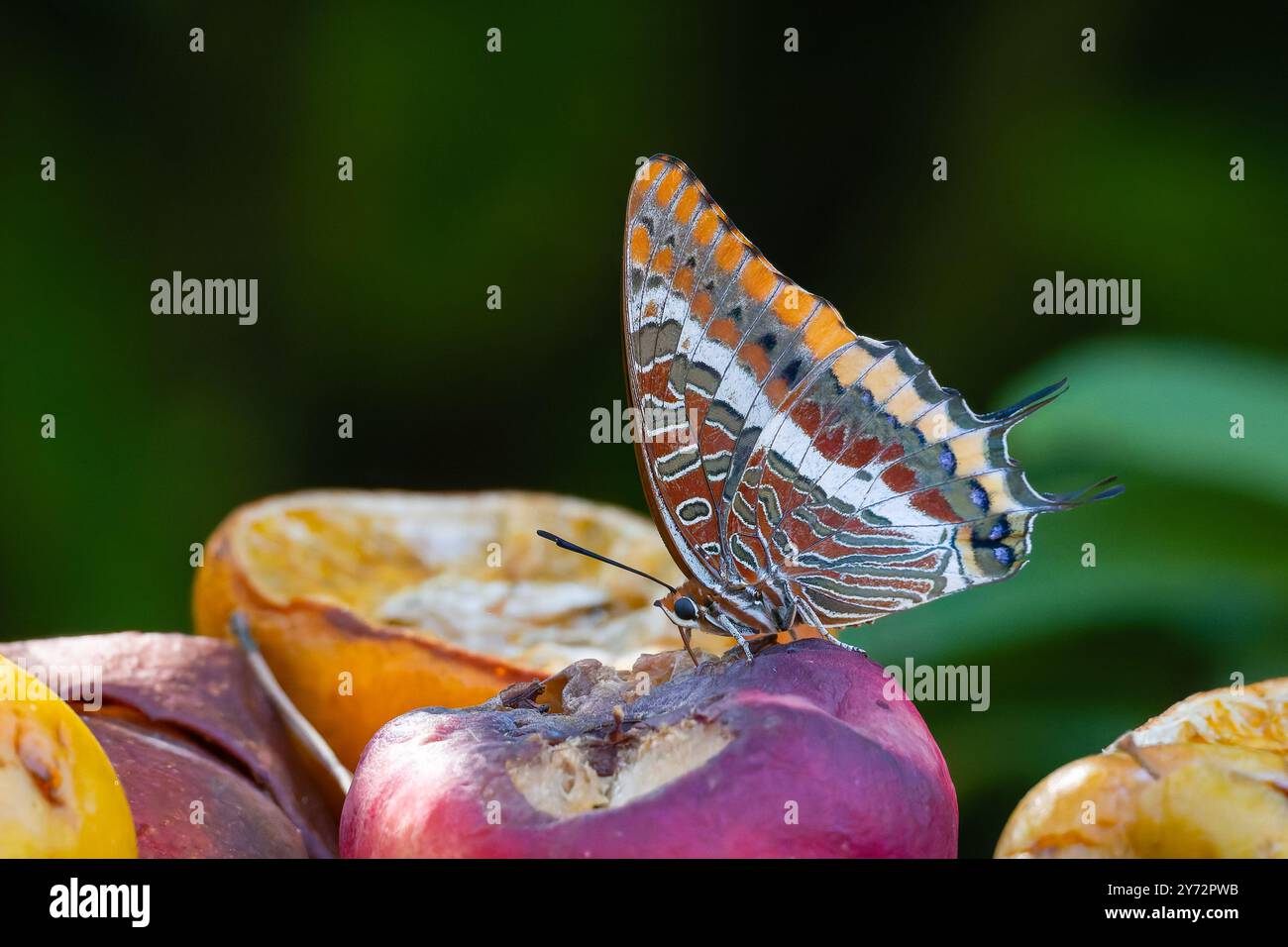 Charaxes jasius, il pascià a due code Foto Stock