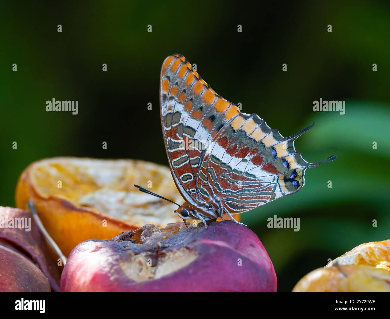 Charaxes jasius, il pascià a due code Foto Stock