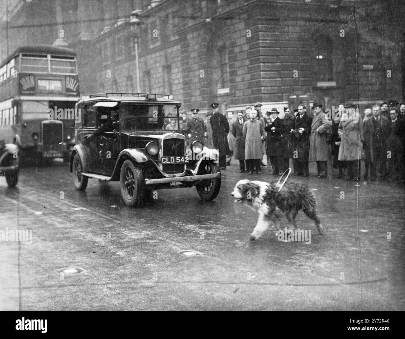 Buoni cani. Partecipare a una Road Safety Exhibition, organizzata dal London County Council, e due Old English Sheepdogs, Bobs e Chipina. Hanno dato la prima dimostrazione (che saranno seguiti da altri in varie parti della grande Londra durante il mese) in Parliament Street, Westminster, oggi, martedì. Spettacoli fotografici, Bobs che attraversa Whitehall, nel modo in cui è stato treno per negoziare strade trafficate, durante la mostra sulla sicurezza stradale di questa mattina. 14 gennaio 1947 Foto Stock