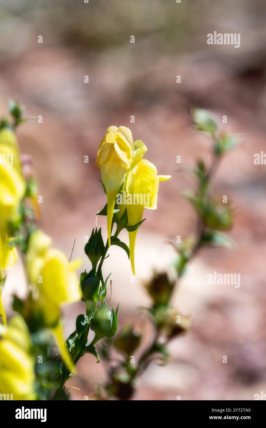 In Colorado vibranti fiori gialli del Common Toadflax Linaria vulgaris su uno sfondo roccioso Foto Stock