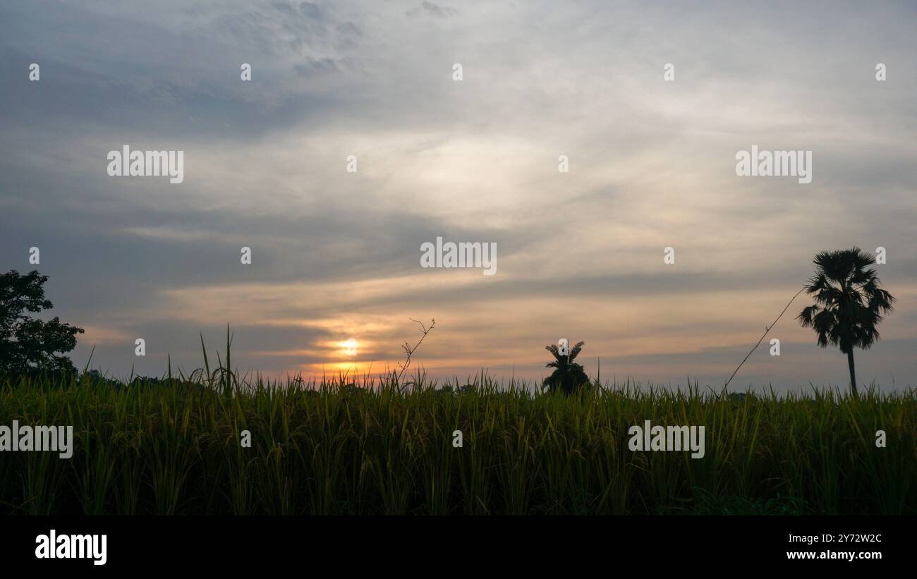 Oltre il cielo blu ci sono risaie verdi. Il villaggio del Bangladesh è la natura del Bengala. Il riso è il cibo di base di molti paesi asiatici. Foto Stock