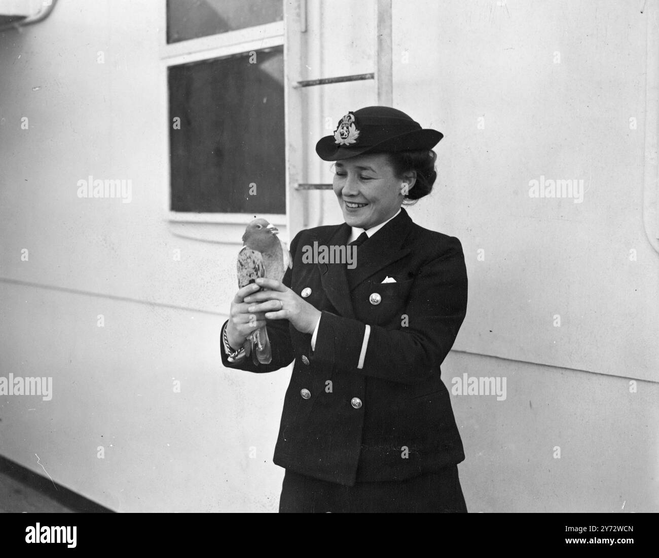 Quando la Cunnard-White Star RMS 'Queen Elizabeth' era un giorno fuori da Southampton nel suo viaggio inaugurale a New York, e lo esausto piccione fu trovato sul ponte della nave. L'uccello è ora in buone mani sulla nave e sarà riportato in Inghilterra per essere rilasciato quando la nave ormeggerà. La foto mostra il piccione "stivato" sotto la cura di una delle donne ufficiali della Regina Elisabetta, la signorina Davies, di Bristol. 23 ottobre 1946 Foto Stock