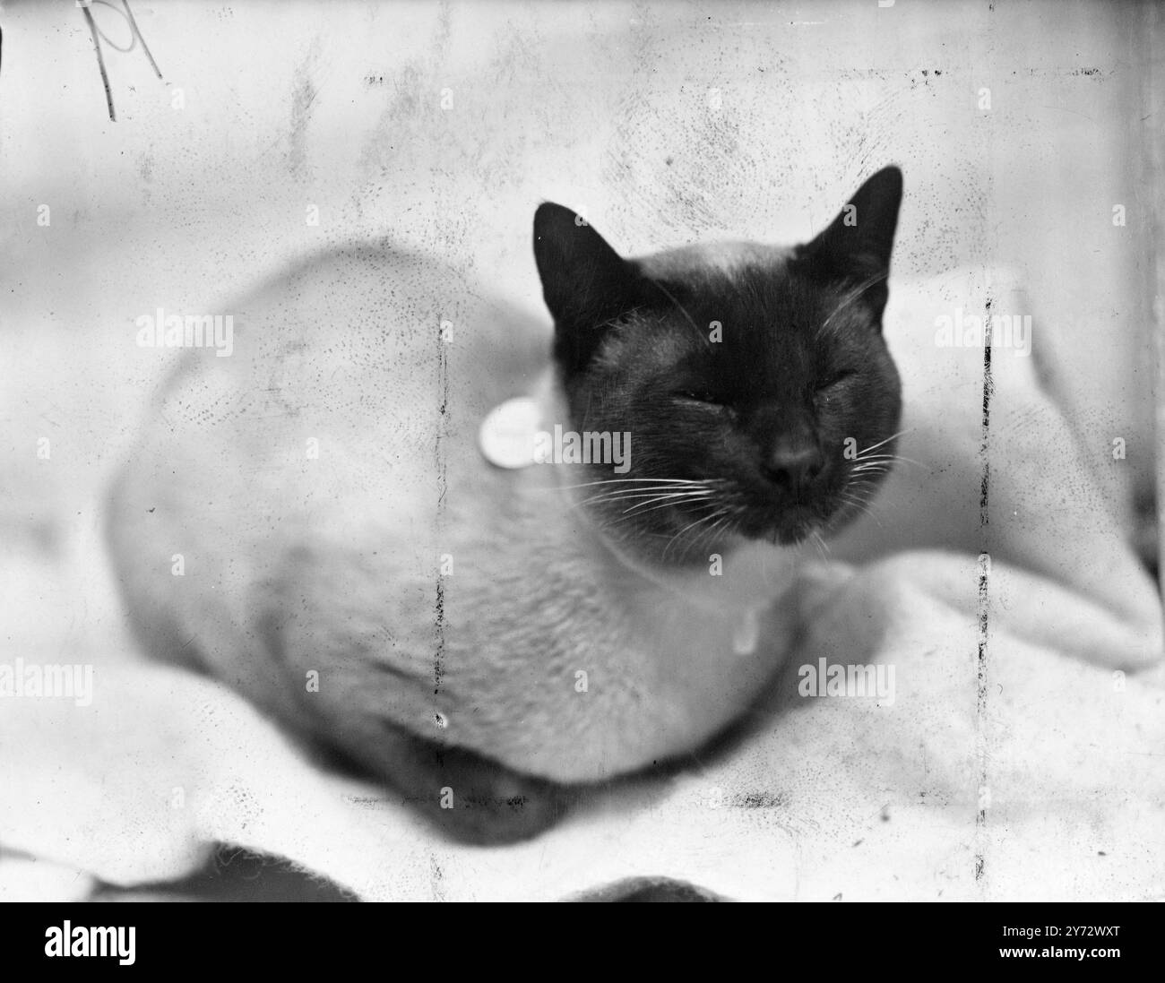 Mrs Gordon - Jones' Salween Conqueror ha vinto il primo premio ed è stato giudicato campione di gatto maschile al Siamese Cat Club's Championship Show, che si è svolto a Lime Grove Hall, Shepherd's Bush, Londra. 14 ottobre 1946 Foto Stock