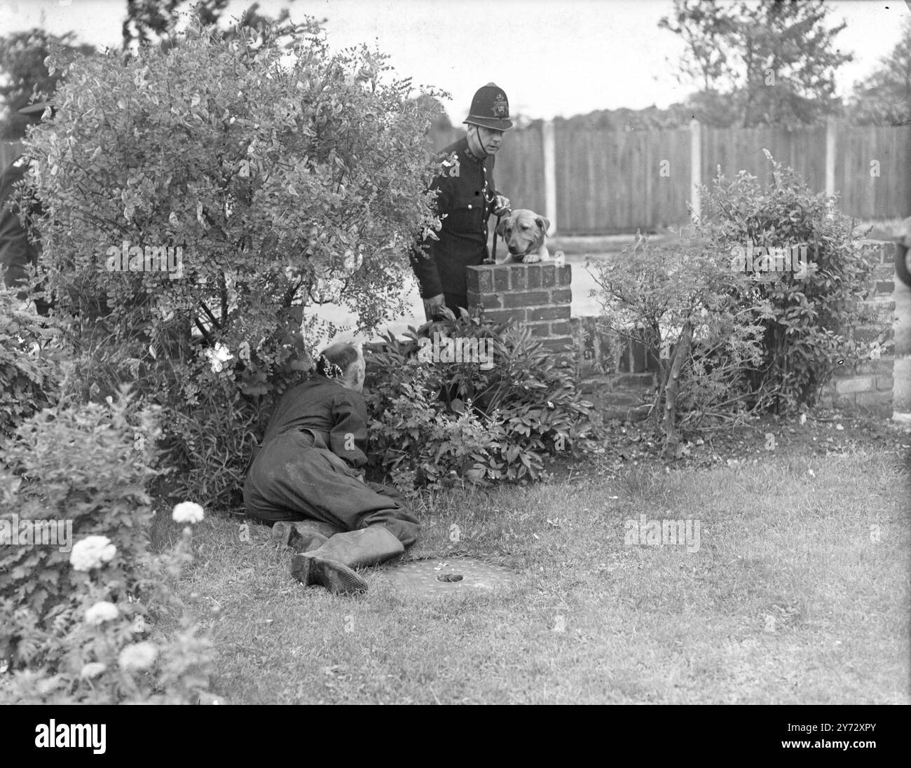 La polizia metropolitana ha reclutato dei ribelli dallo Yorkshire per aiutarli nei loro compiti. Ai cani, addestrati dagli uomini con cui devono pattugliare, viene insegnato non di attaccare, ma di odorare gli esseri umani. Le immagini mostrano: Il poliziotto H. James mette il suo retriever Gary al passo con i suoi ritmi. 4 ottobre 1946 Foto Stock