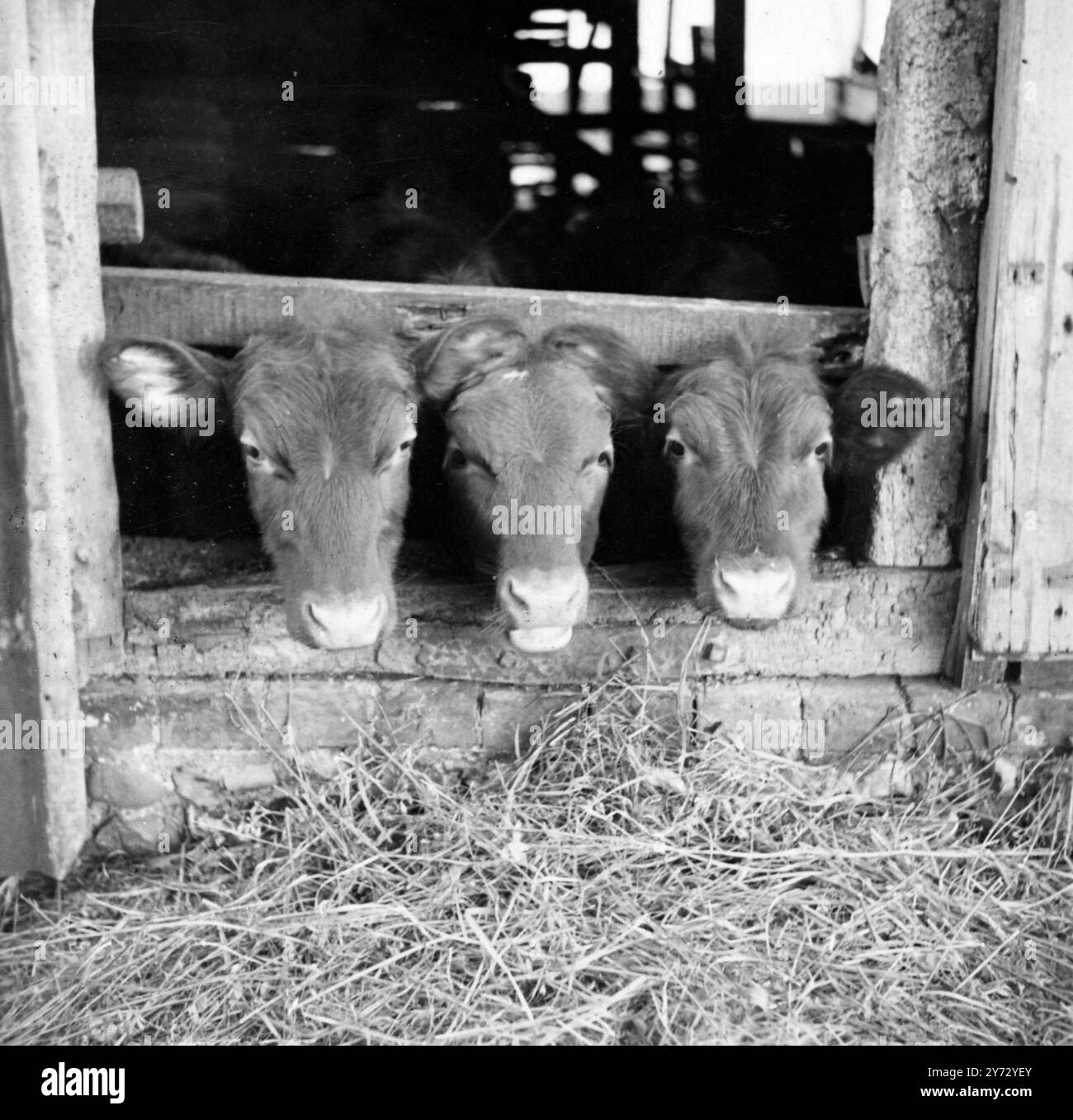 Daisy, Ruby e Betsy, vitelli di 3 mesi a Diss, Norfolk, trovano la loro fattoria piena di interesse. Qui stanno facendo un atto di treble Mr Chad dal loro stallo. 13 settembre 1946 Foto Stock