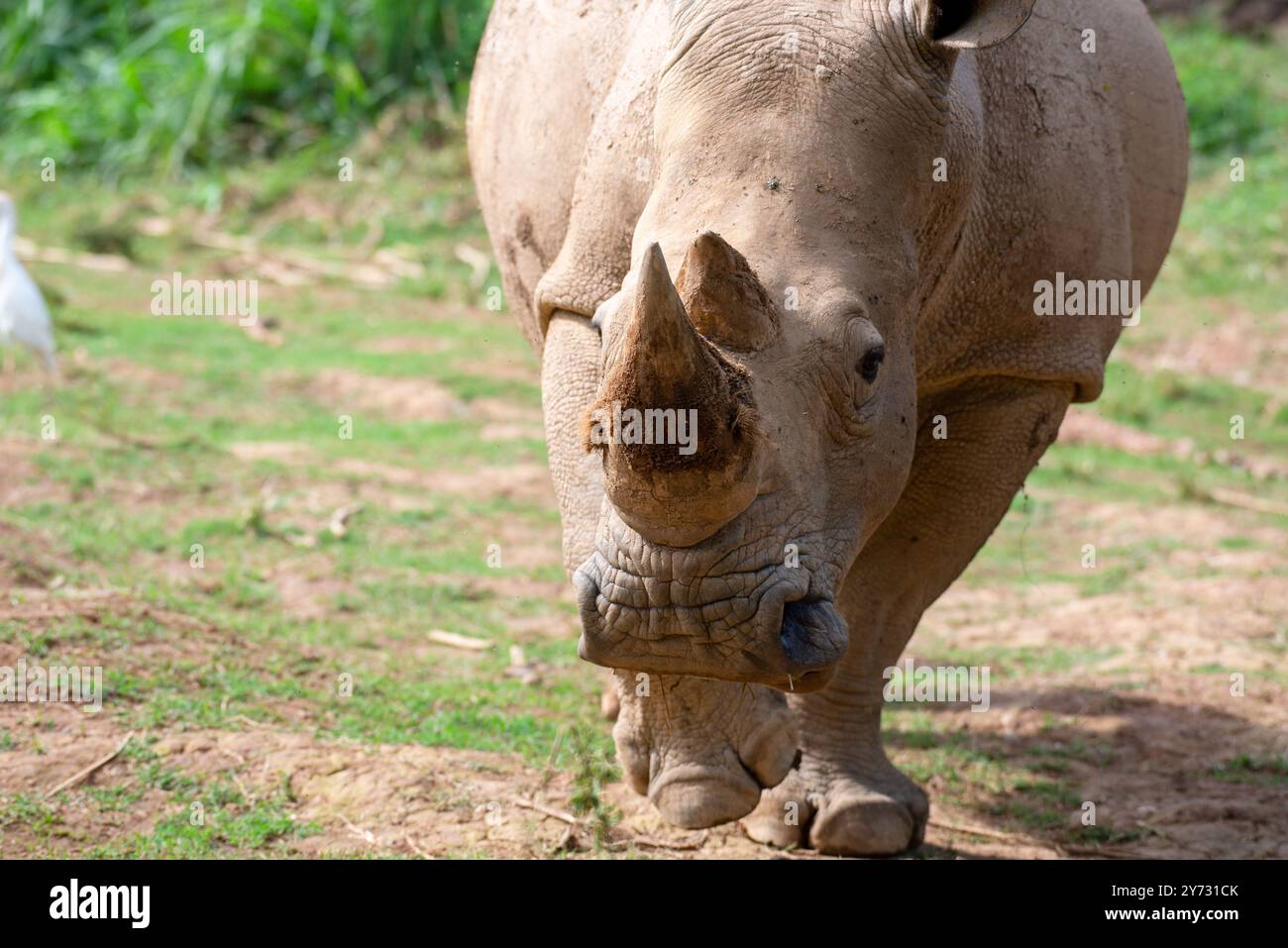 White Rhinocerous (Ceratotherium simum ) presso l'Uganda Wildlife Education Centre di Entebbe Uganda Foto Stock