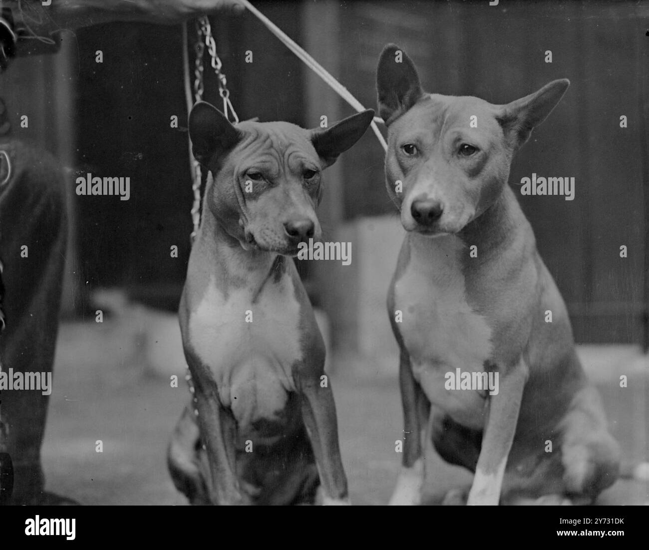 Non un suono. Il primo Campionato mondiale di cani Basenji si è tenuto oggi (sabato) dal Basenji Club of Great Britain alla Trinity Hall, Great Portland Street, Londra. Una caratteristica notevole di questa razza di cane è che sono completamente senza abbaia. Le immagini mostrano che la Kasha di Sunnyshane di F Robert e la Chanza di Sunnyshane attendono oggi i giudici della Trinity Hall. 27 luglio 1946 Foto Stock