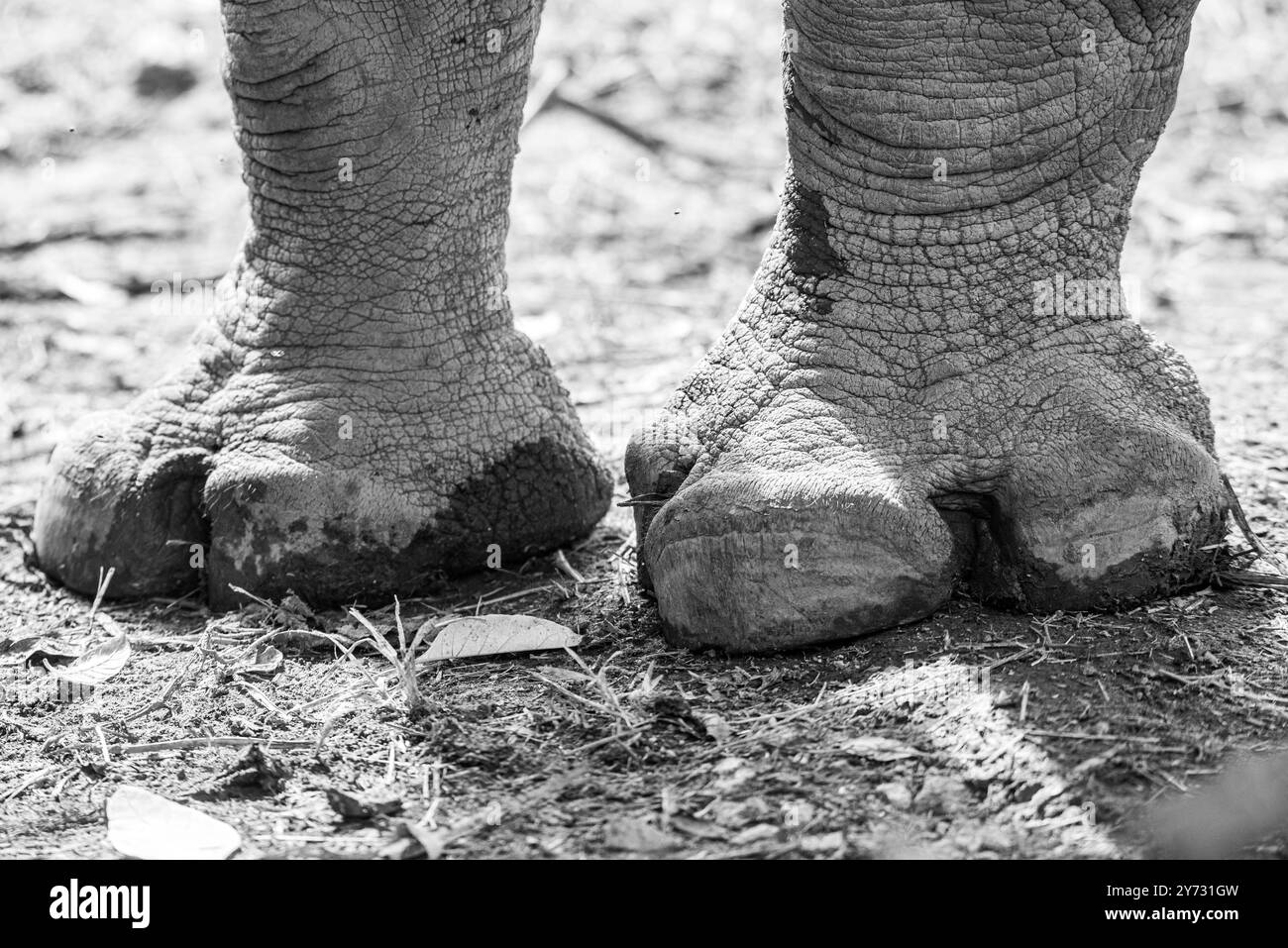 I piedi di un rinoceronte bianco (Ceratotherium simum ) presso l'Uganda Wildlife Education Centre di Entebbe Uganda Foto Stock
