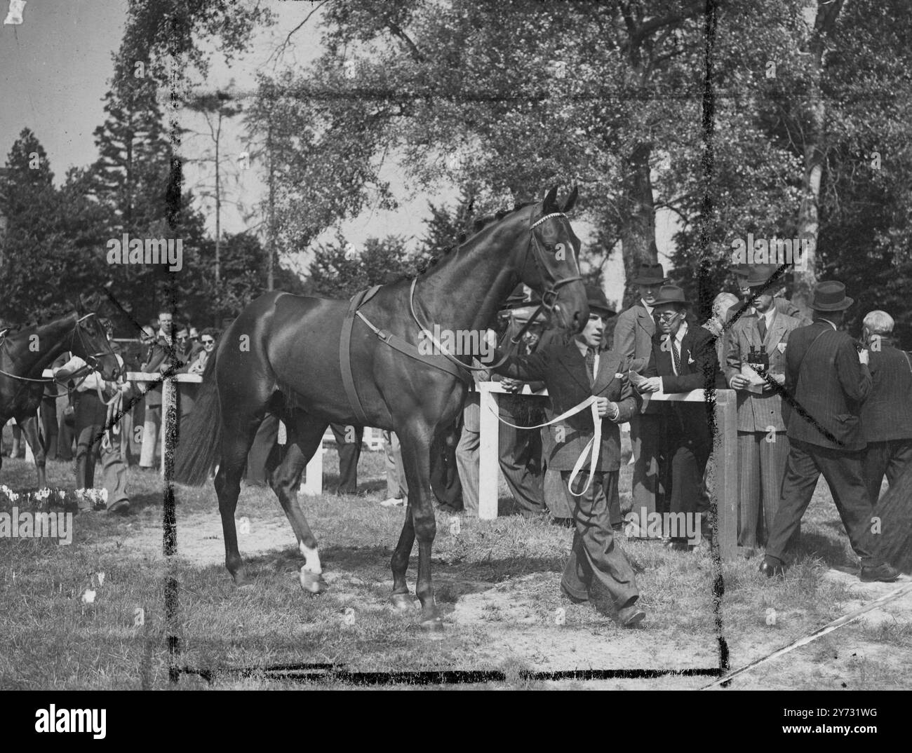 Dante's 28.000 Guineas Bother. Sayajirao, fratello di due anni di Dante (1945, vincitore del Derby) per il quale il Maharajah di Baroda ha pagato 28.000 ghinee alle vendite, ha fatto la sua prima apparizione oggi ad un percorso di gara a Lingfield (Surrey), ma con delusione dei partecipanti non ha corso nella Jacks Bridge Plate, per la quale era stato iscritto. Le immagini mostrano, Sayajirao nel paddock di Lingfield oggi, venerdì, sotto le cure di J Morahan, la cui accusa rende il suo uno dei posti di lavoro più responsabili sul Turf. 12 luglio 1946 Foto Stock
