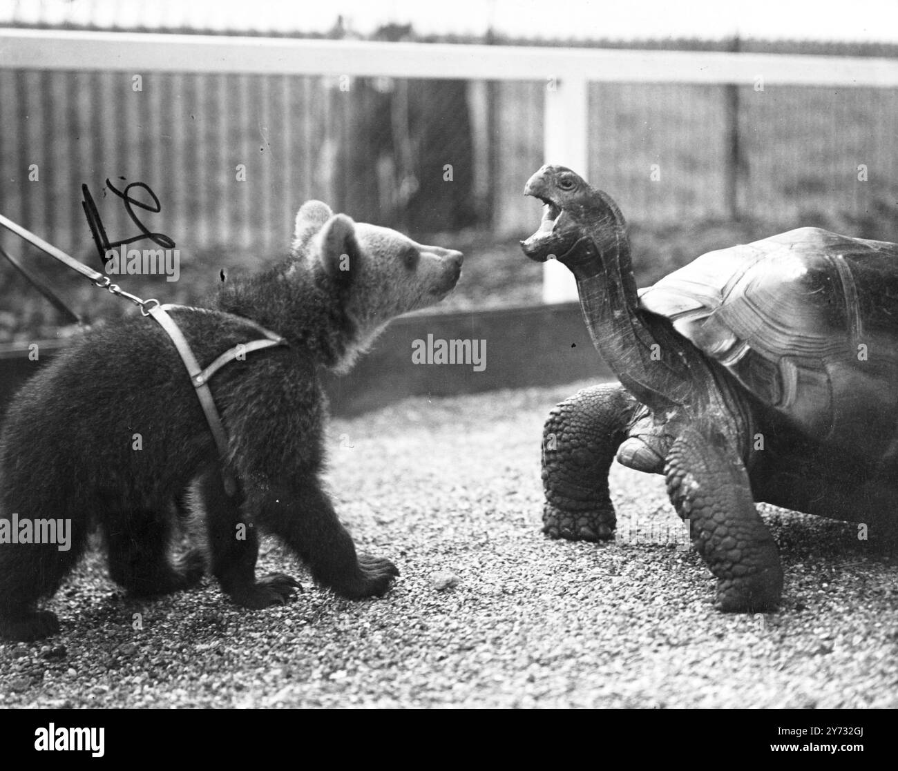 La sezione speciale dello zoo di Londra dedicata ai bambini è stata riaperta oggi. Le immagini mostrano: Avversari mortali per il primo posto nell'affetto dei giovani all'apertura dei bambini, vedere questo pomeriggio acque giganti rosse e tufo, il cucciolo di orso. Giugno 1946 Foto Stock