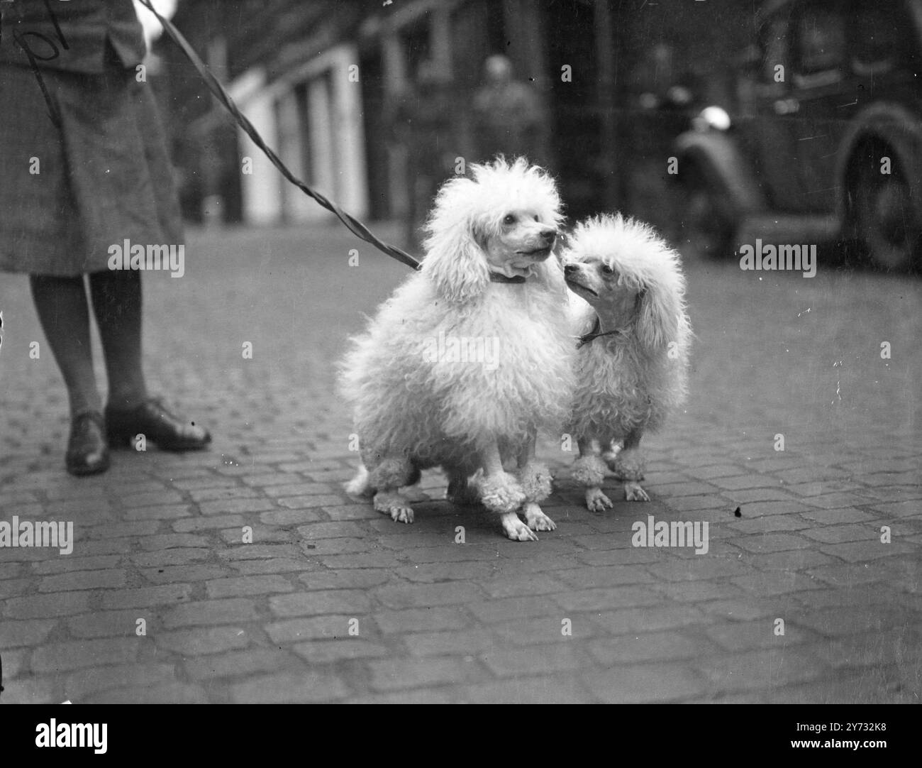 Poodles Oakdale Happy-Go-Lucky e Oakdale Poupee Dansante, possedevano la signora EE Milnes, di Harrogate, Yorkshire, arrivando alla London Scottish Drill Hall, Londra questa mattina per lo spettacolo del campionato dei Poodle clubs. 4 giugno 1946 Foto Stock