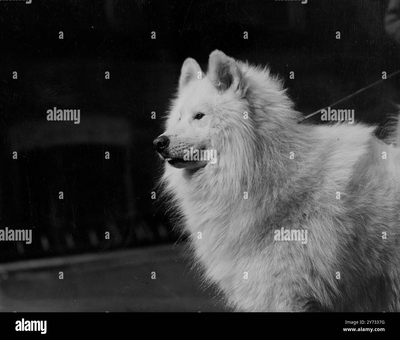 La prima edizione del Samoyed Championship Show si è tenuta presso la London Scottish Drill Hall di Londra. La foto mostra uno studio del principe di Kharkov di proprietà della signora F Spencer dello Yorkshire. Questa voce è relativa a offerte speciali, due secondi e tre quarti. 11 maggio 1946 Foto Stock