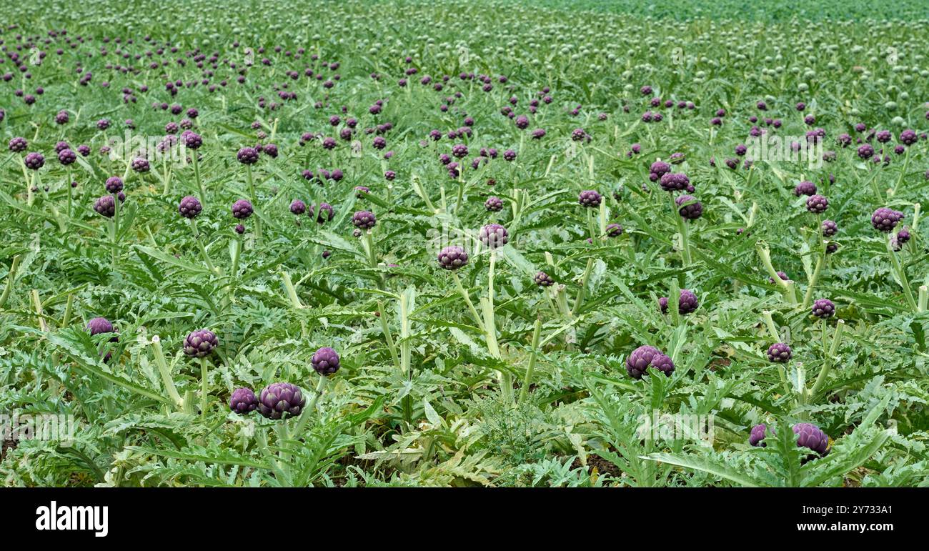Campo di carciofi maturi vicino a Roscoff, Bretagna, Francia Foto Stock