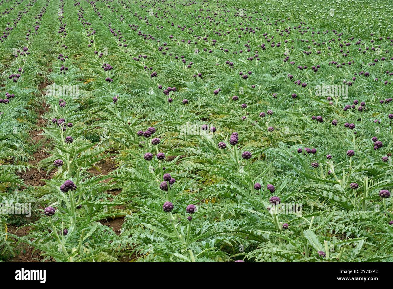 Campo di carciofi maturi vicino a Roscoff, Bretagna, Francia Foto Stock