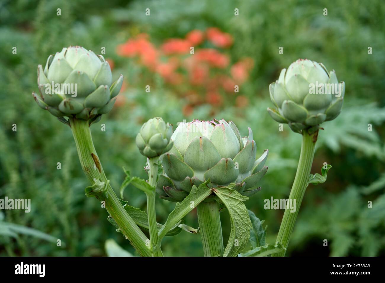 Campo di carciofi maturi vicino a Roscoff, Bretagna, Francia Foto Stock