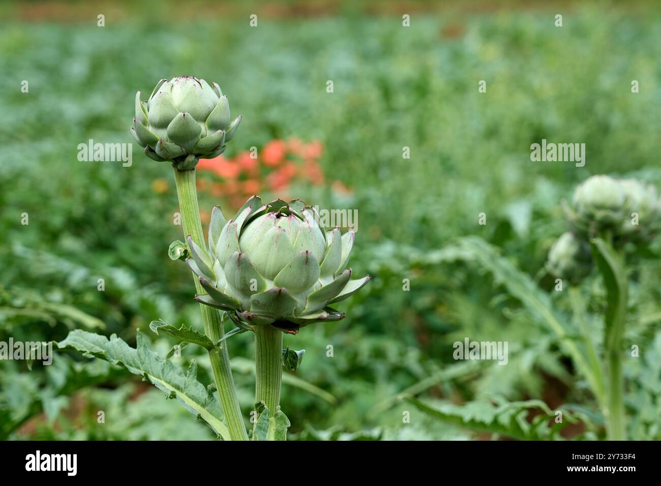 Campo di carciofi maturi vicino a Roscoff, Bretagna, Francia Foto Stock