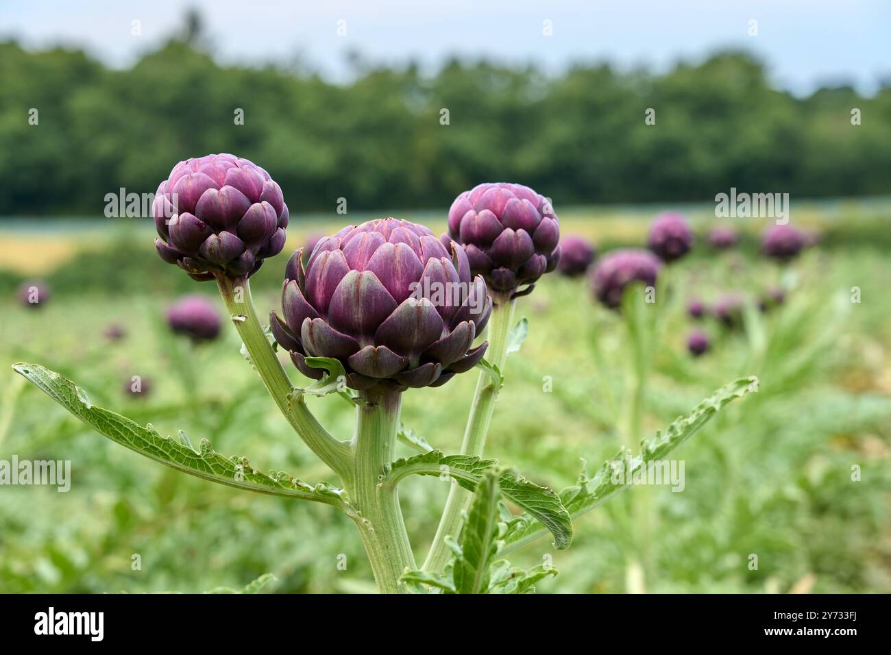 Campo di carciofi maturi vicino a Roscoff, Bretagna, Francia Foto Stock