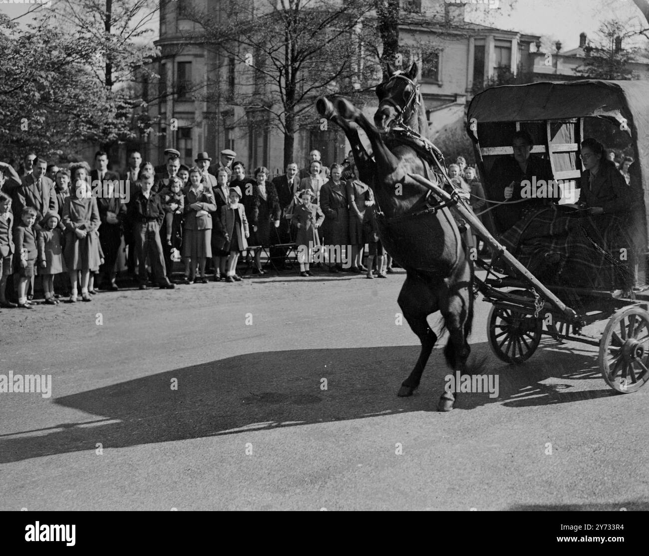 La 32a Parata annuale della London Van Horse Parade Society si è svolta il lunedì di Pasqua a Regent's Park a Londra. C'erano un certo numero di affluenze che venivano osservate dalle folle di turisti. Le foto mostrano "Betsy" guidata dalla signora Dowsing, si esibiscono davanti ai giudici durante la parata al Regents Park. 22 aprile 1946 Foto Stock