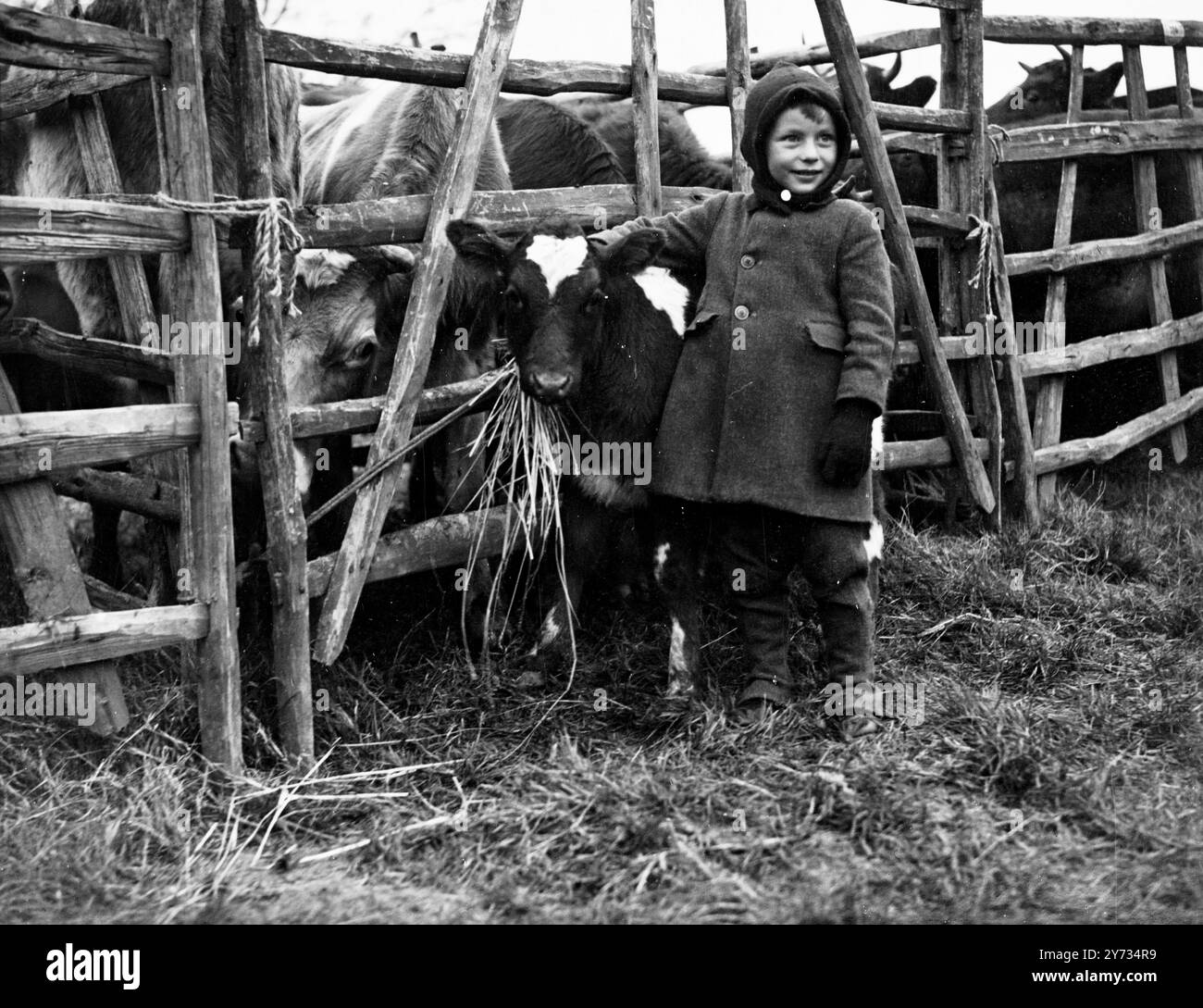 In attesa del loro destino a Battle Fair. A Battle, nel Sussex, la tradizionale Fiera di Natale ha attirato una grande folla di acquirenti e alcune persone dovrebbero avere del manzo di prima qualità per la cena di Natale. Mostre fotografiche, un giovane visitatore alla Battle Cattle Fair con uno degli "articoli" più giovani in vendita. 27 novembre 1945. Foto Stock