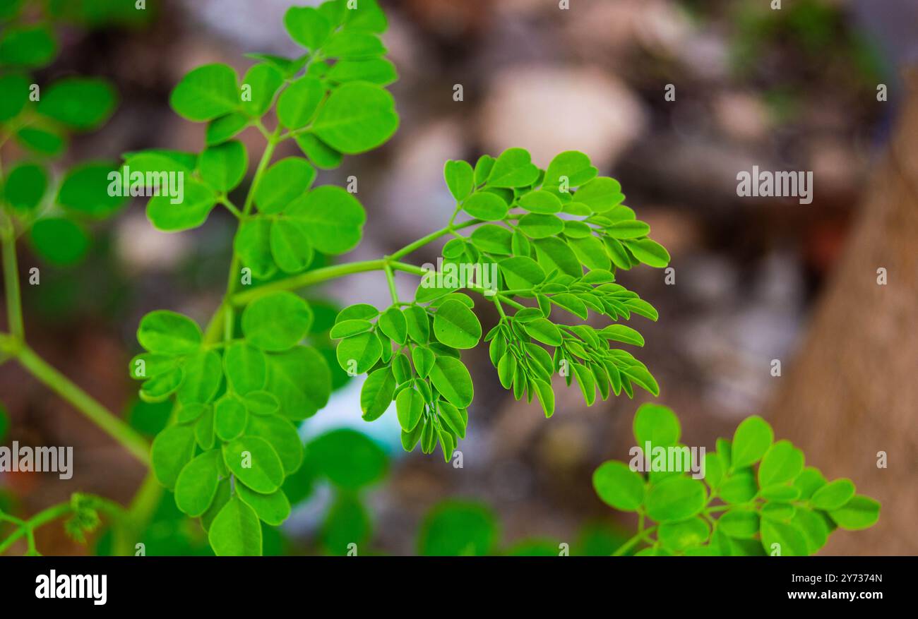 primo piano di foglie di moringa fresche su un albero Foto Stock