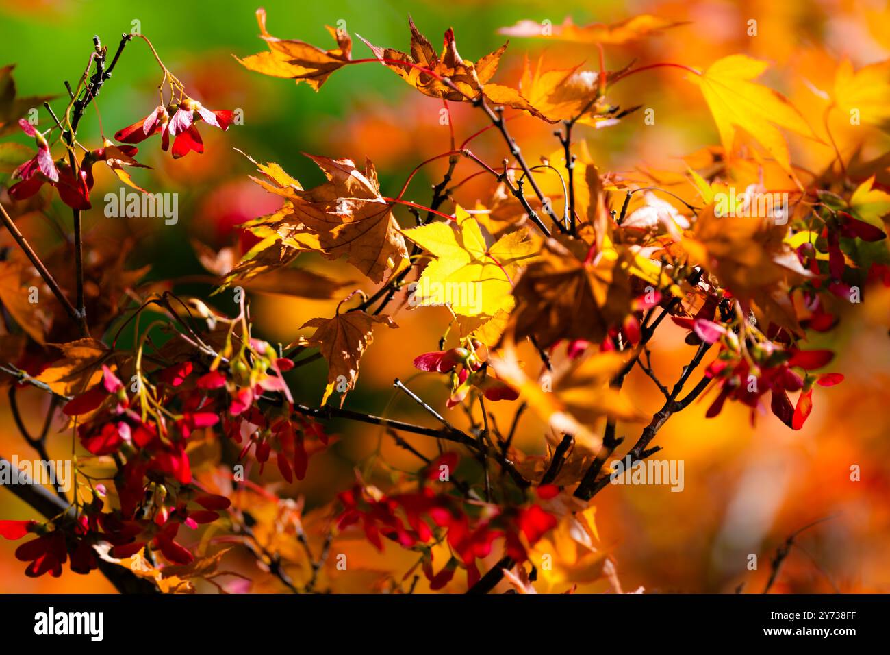 L'abbraccio d'autunno avvolge il giardino in uno splendido arazzo di foglie rosse e dorate, celebrando la bellezza della stagione. Foto Stock