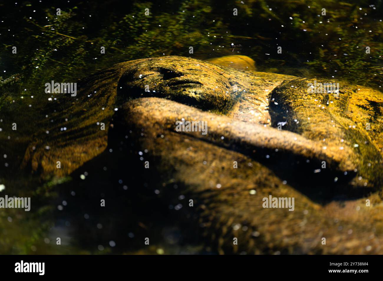 Una sirena serena si addormenta pacificamente nello stagno, mescolando perfettamente arte e natura. Foto Stock