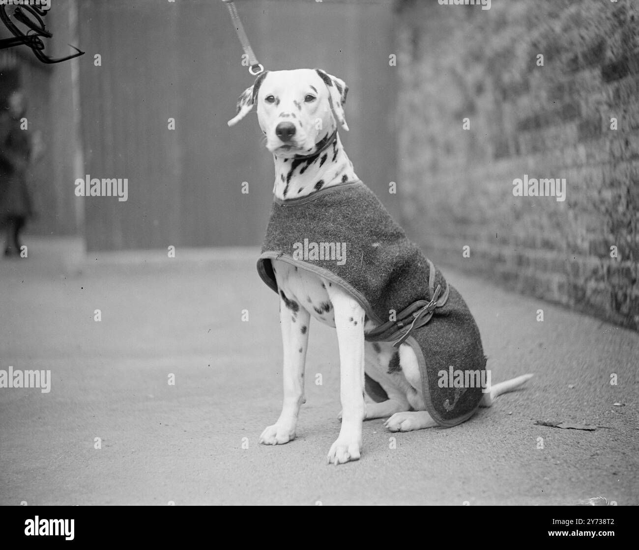 WARM CHEETAH CHEETAH DI SOUTHCLIFFE ha trovato il suo '' sartoriale' molto benvenuto durante i freddi venti di marzo al Croydon and District Dog Show presso Central Baths, Croydon. Dalmata, è di proprietà della signora . E.M. Smith di Lingfield , Surrey . 9 marzo 1949 Foto Stock