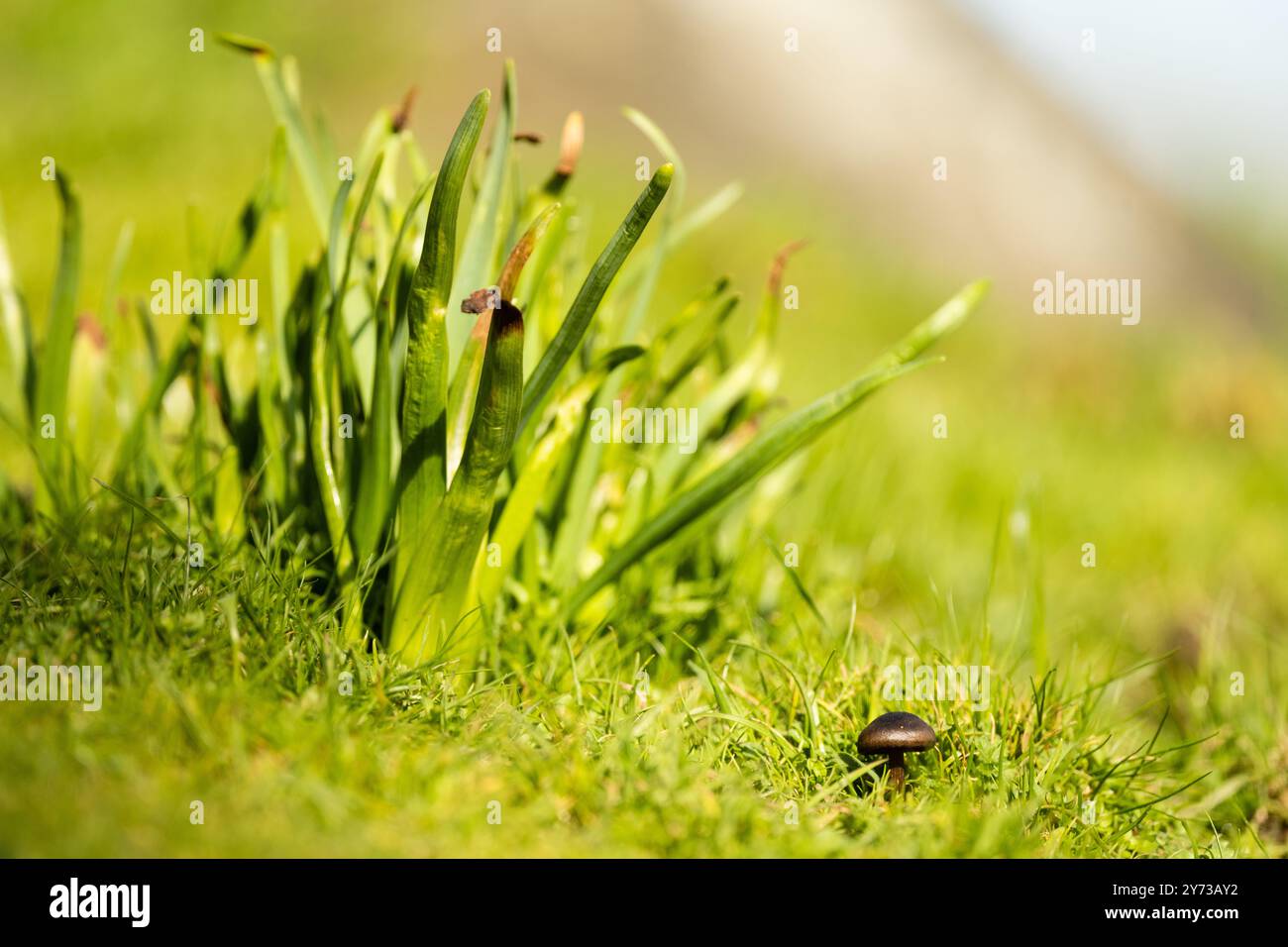 Sogni germoglianti nel cuore della foresta, questo fungo stravagante è un piccolo portale per un mondo magico! Foto Stock