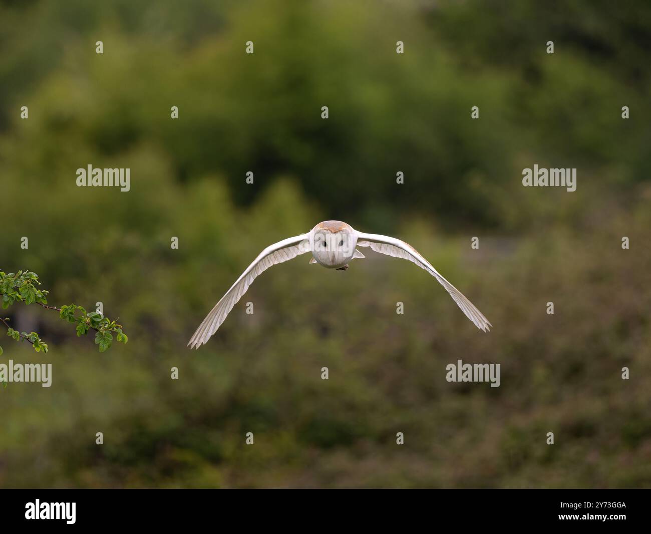 Bellissimo gufo fienile in volo [ tyto alba ] Foto Stock