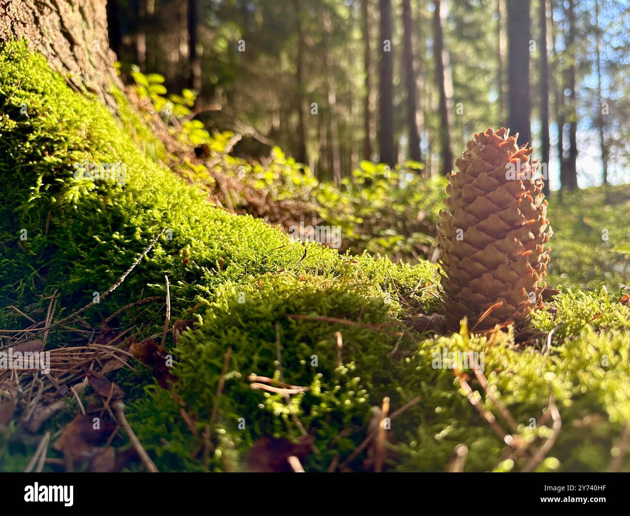 La fotografia mostra un primo piano di un cono di pino in una foresta, illuminato dalla luce del giorno estivo. Foto Stock