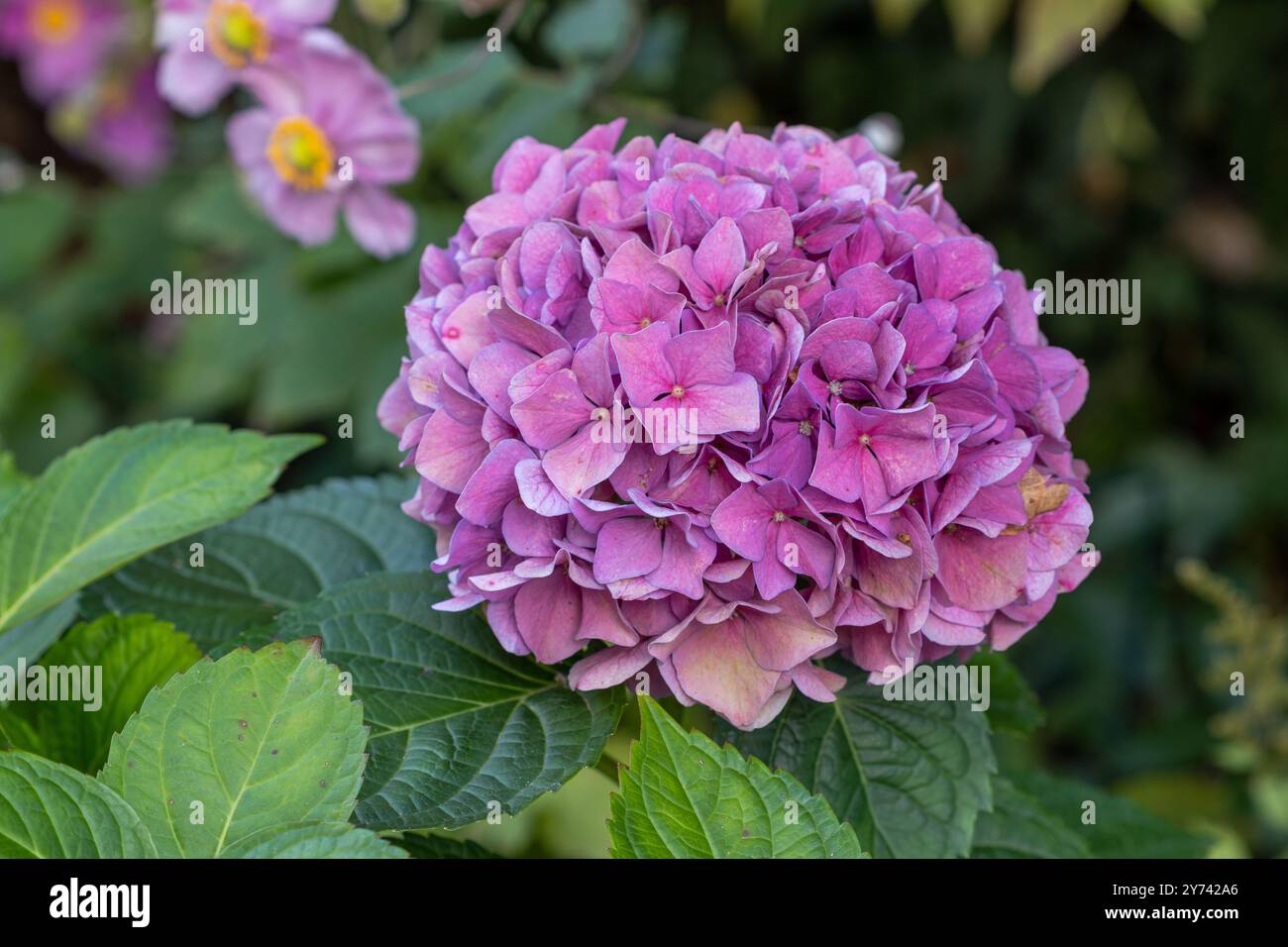 Ortensia rosa macrophylla Endless Summer macro Foto Stock