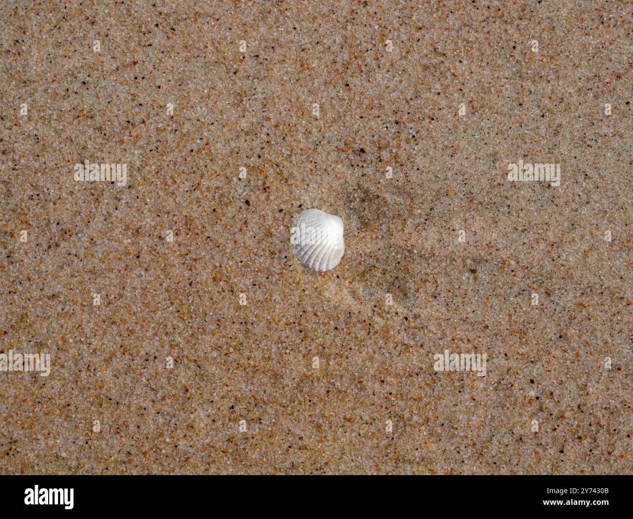 Sfondo estivo con sabbia e un unico guscio bianco. Foto Stock