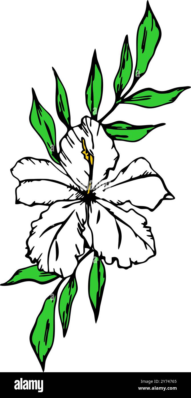 disegno di un ramo di fiori bianchi con contorno nero su sfondo bianco, logo, arte Foto Stock