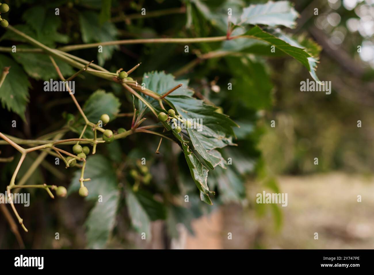 Verde tranquillo con delicati grappoli di uve accresciute annidati tra foglie lussureggianti. Foto Stock