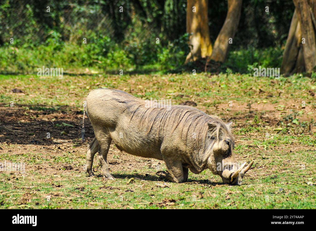 Warthog (Phacochoerus africanus ) nel Parco Nazionale delle Cascate di Murchison - Uganda Foto Stock