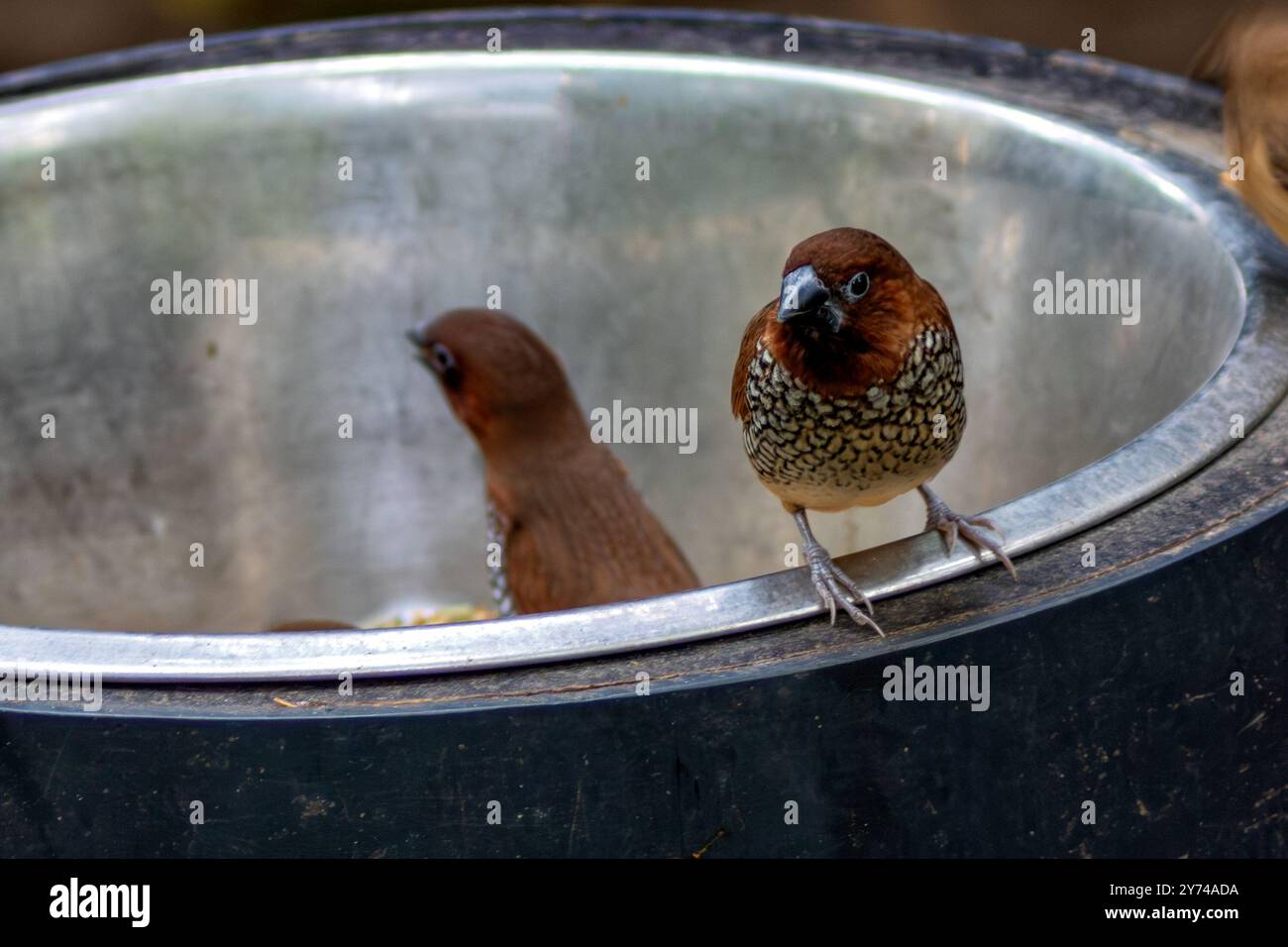 Spice finch, un uccello mangiatore di semi, abita praterie e aree agricole. Foto scattata in Asia. Foto Stock