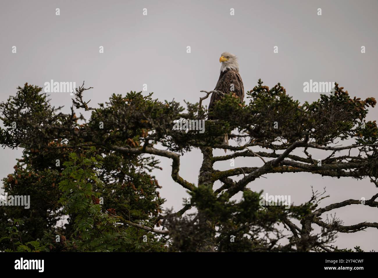 Aquila calva arroccata su un albero nella baia di Kachemak, Alaska Foto Stock