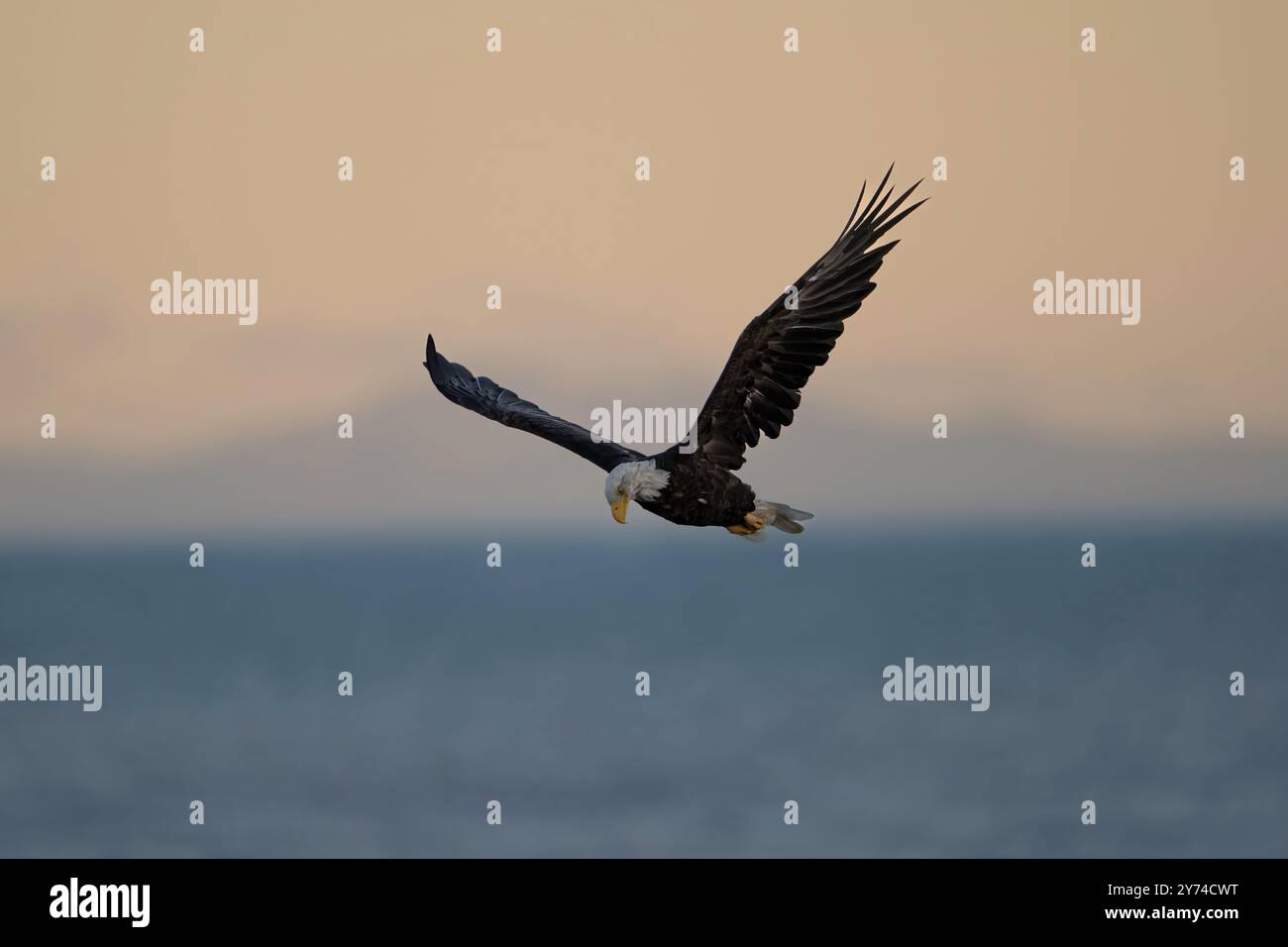 Aquila calva che vola nel Lake Clark National Park in Alaska Foto Stock